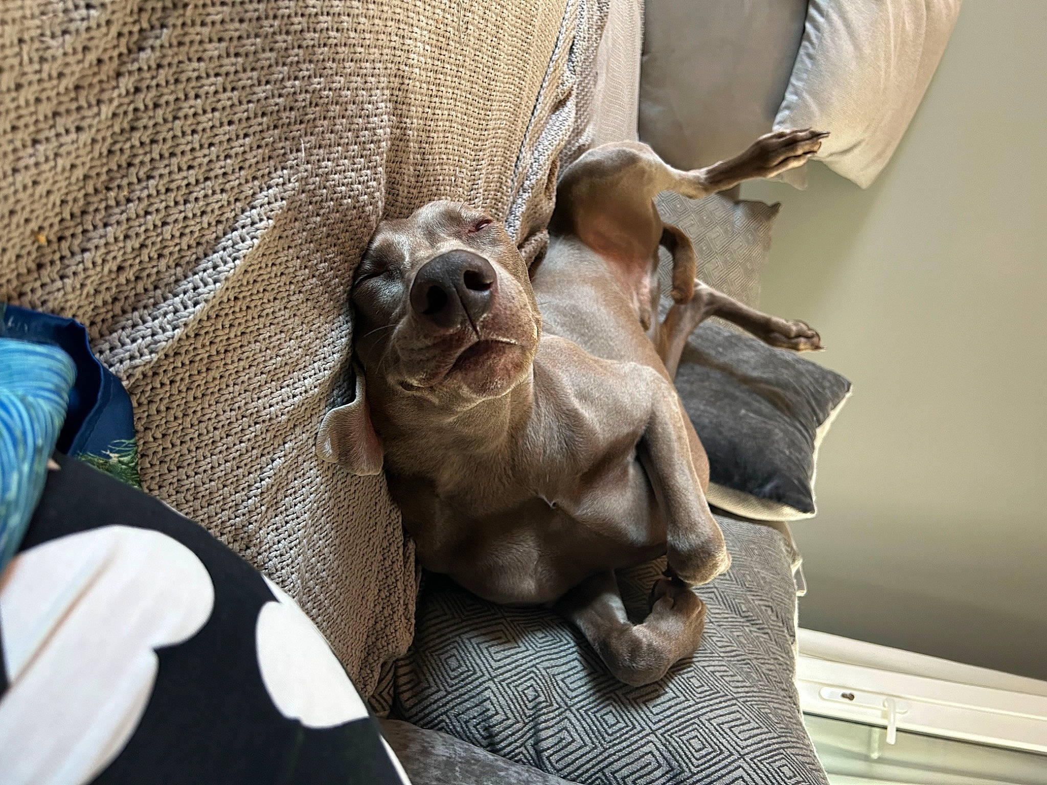 Milo is registered to the contest to win money with this photo: art, canidae, carnivore, comfort, companion_dog, dog, dog_breed, ear, fawn, fur, gesture, paw, sculpture, snout, sporting_group, terrestrial_animal, toy_dog, wood, working_animal, wrinkle