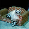 Keiko is registered to the contest to win money with this photo: cat, feline, pet, couch, floral_pattern, small_furniture, indoor, wooden_floor, red_rug, curious, blue_eyes, relaxed, cozy, animal, domestic, sitting, cute, striped, whiskers, ears