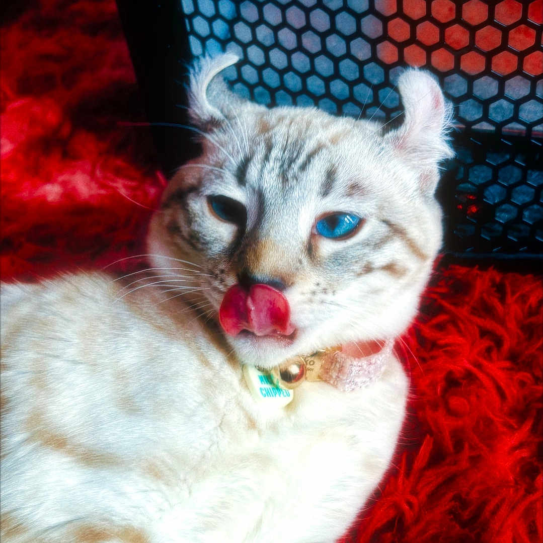 Keiko is registered to the contest to win money with this photo: cat, feline, licking, ears_curled, blue_eyes, collar, tag, red_rug, furry, patterned_background, pet, domestic_animal, cute, playful, whiskers, relaxed, indoor, closeup, animal_face, resting
