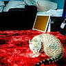 Keiko is registered to the contest to win money with this photo: cat, blue_eyes, red_carpet, shaggy_rug, indoor, cushions, blankets, furniture, home, curious, striped_tail, pet, cozy, relaxed, domestic, floor, resting, animal, cat_face, living_room
