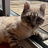 Keiko is registered to the contest to win money with this photo: cat, indoor, window, screen_door, sunlight, blue_eyes, collar, bell, fur, whiskers, paws, wooden_deck, relaxing, pet, curious, closeup, animal, domestic, resting, daylight