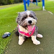 Luna joined the competition — help win amazing prizes! dog, pet, canine, playground, outdoor, grass, greenery, happy, tongue_out, pink_harness, leash, blurred_background, summer, daytime, small_dog, cute, fluffy, sitting, play, fun