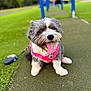 dog, pet, canine, playground, outdoor, grass, greenery, happy, tongue_out, pink_harness, leash, blurred_background, summer, daytime, small_dog, cute, fluffy, sitting, play, fun