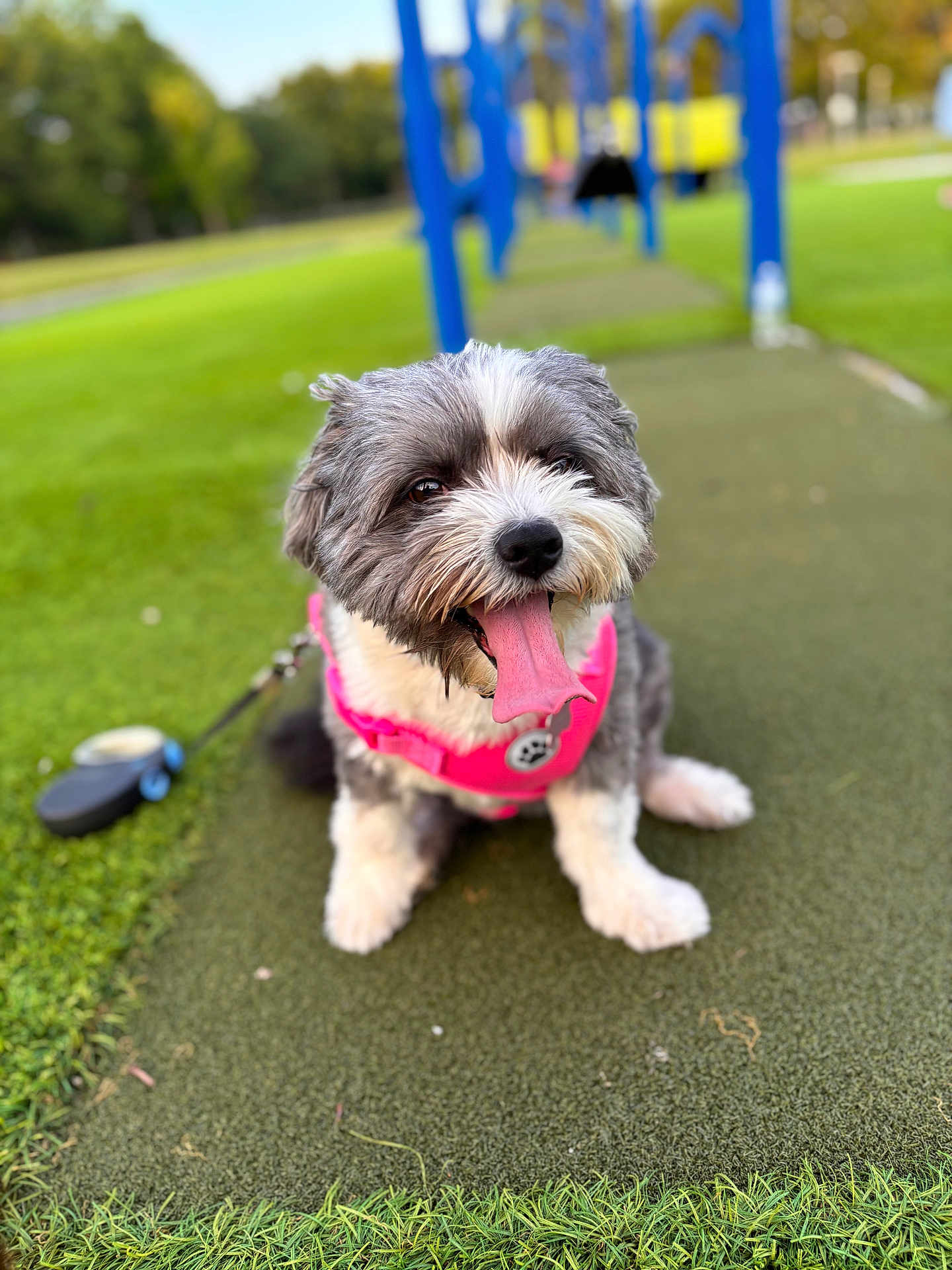 Luna joined the competition — help win amazing prizes! dog, pet, canine, playground, outdoor, grass, greenery, happy, tongue_out, pink_harness, leash, blurred_background, summer, daytime, small_dog, cute, fluffy, sitting, play, fun
