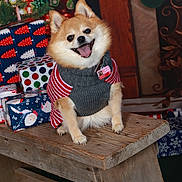 Chloe is registered to the contest to win money with this photo: dog, pomeranian, sweater, bench, wood, christmas, presents, gift_wrap, holiday, festive, smiling, happy, indoor, decorations, stocking, cozy, animal, pet, cute, christmas_tree