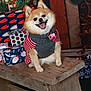 dog, pomeranian, sweater, bench, wood, christmas, presents, gift_wrap, holiday, festive, smiling, happy, indoor, decorations, stocking, cozy, animal, pet, cute, christmas_tree
