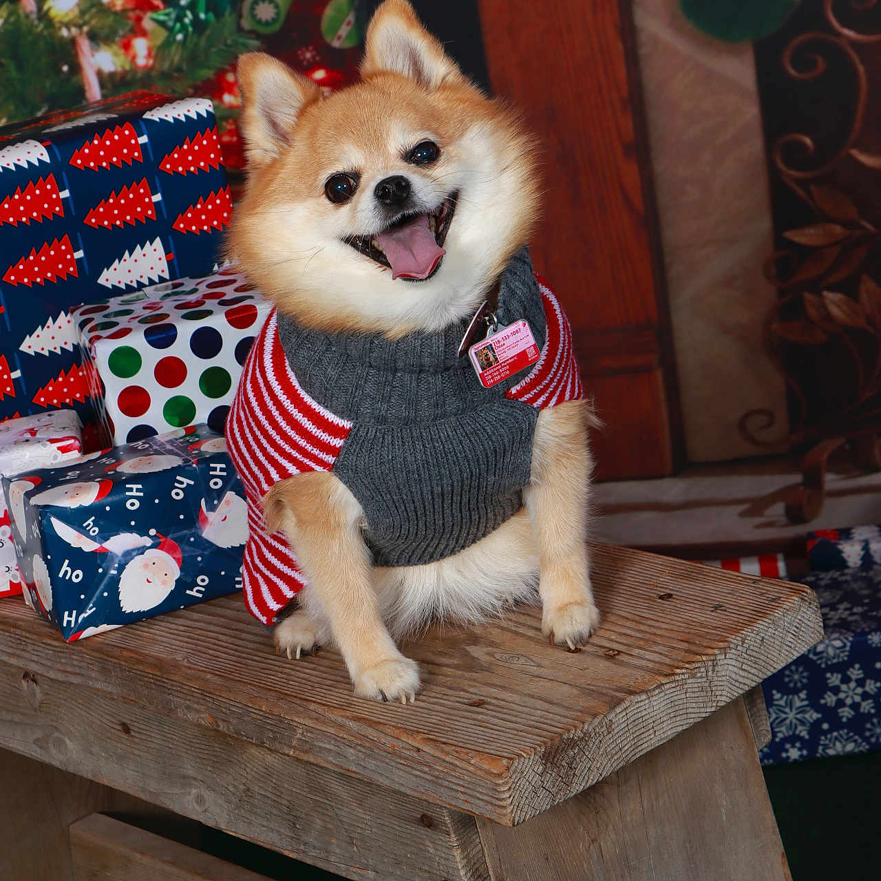 Chloe is registered to the contest to win money with this photo: animal, bench, christmas, christmas_tree, cozy, cute, decorations, dog, festive, gift_wrap, happy, holiday, indoor, pet, pomeranian, presents, smiling, stocking, sweater, wood