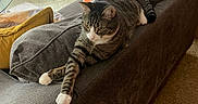 Tiger Frias joined the competition — help win amazing prizes! cat, tabby_cat, couch, blanket, pillow, lamp, side_table, living_room, furniture, floor, curtains, relaxing, pet, indoor, stretching, cozy, home, gray, orange, yellow