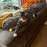 cat, tabby_cat, couch, blanket, pillow, lamp, side_table, living_room, furniture, floor, curtains, relaxing, pet, indoor, stretching, cozy, home, gray, orange, yellow