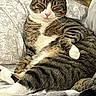 Tiger Frias joined the competition — help win amazing prizes! cat, tabby, feline, pet, lounging, relaxed, couch, blanket, indoor, striped, fur, whiskers, pink_nose, pillow, cozy, resting, comfort, sleepy, domestic_animal, paw