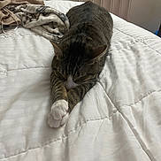 Tiger Frias joined the competition — help win amazing prizes! cat, tabby, animal, pet, bed, blanket, sleeping, stretching, indoor, cozy, fur, whiskers, paws, comfort, resting, cute, mammal, feline, relaxation, home