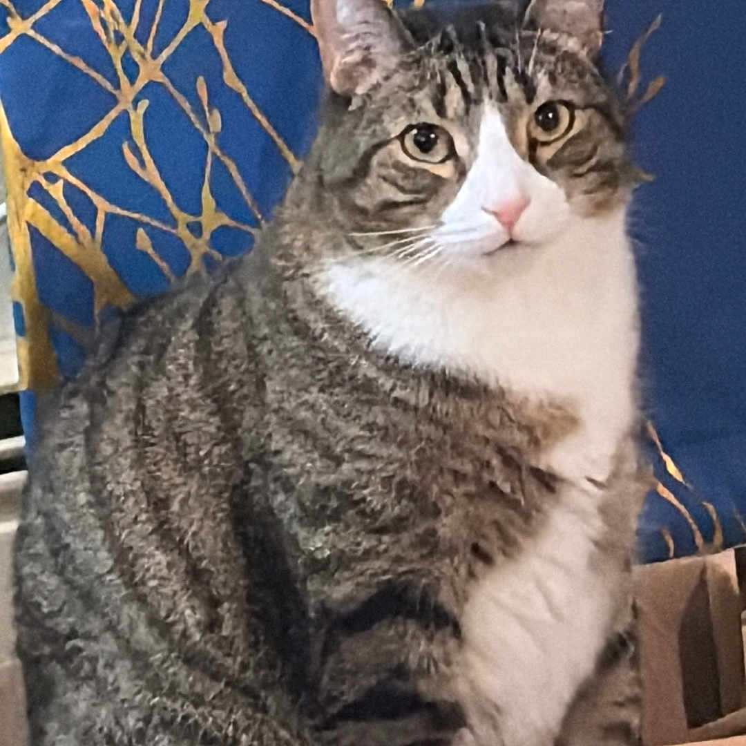 Tiger Frias