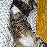 Tiger Frias is registered to the contest to win money with this photo: cat, tabby, sleeping, bed, pillow, yellow_towel, white_paws, fur, pet, relaxed, indoor, striped, cute, animal, mammal, cozy, resting, domestic, soft, whiskers