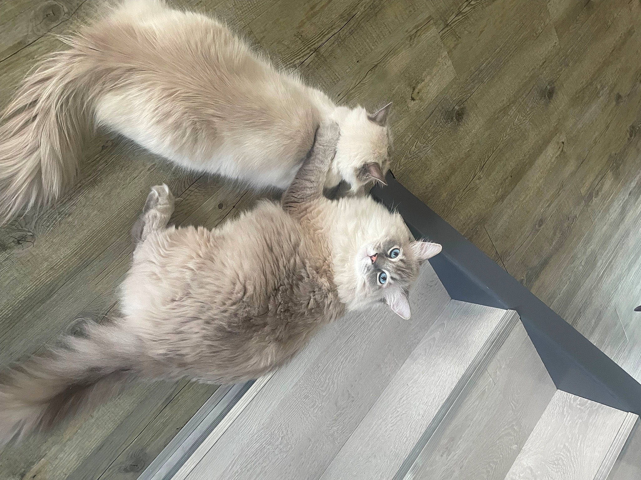 Reminghton participe au concours pour gagner de l'argent avec cette photo : carnivore, claw, comfort, fawn, felidae, flooring, fur, grey, hardwood, mustelidae, nap, paw, small_to_medium_sized_cats, snout, tail, terrestrial_animal, whiskers, wildlife, wood