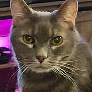 Grayson Martin joined the competition — help win amazing prizes! animal, background_blur, cat, close_up, cute, domestic, ears, eyes, face, feline, focused, fur, gray_fur, indoor, looking, pet, portrait, soft_lighting, whiskers, yellow_eyes