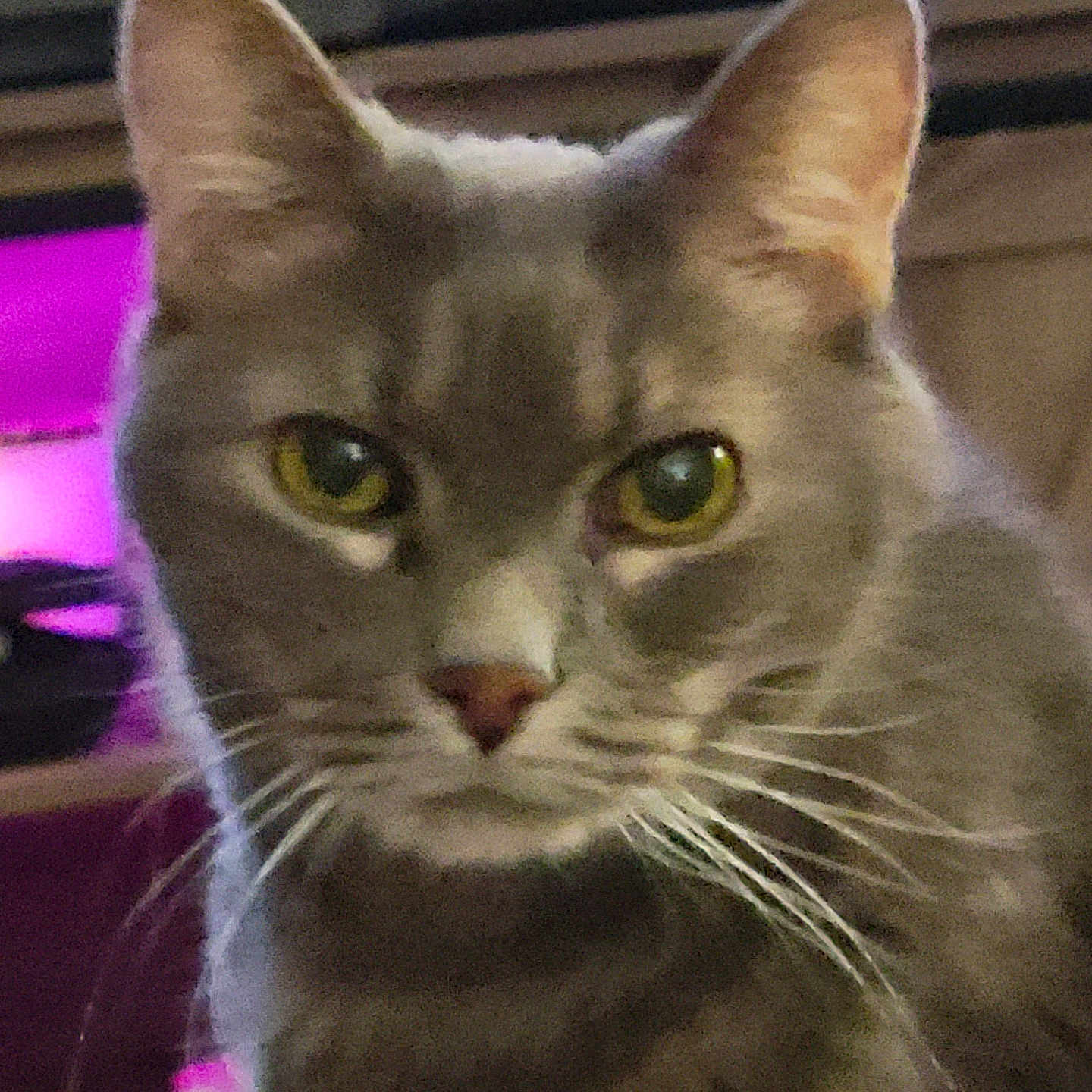 Grayson Martin joined the competition — help win amazing prizes! animal, background_blur, cat, close_up, cute, domestic, ears, eyes, face, feline, focused, fur, gray_fur, indoor, looking, pet, portrait, soft_lighting, whiskers, yellow_eyes