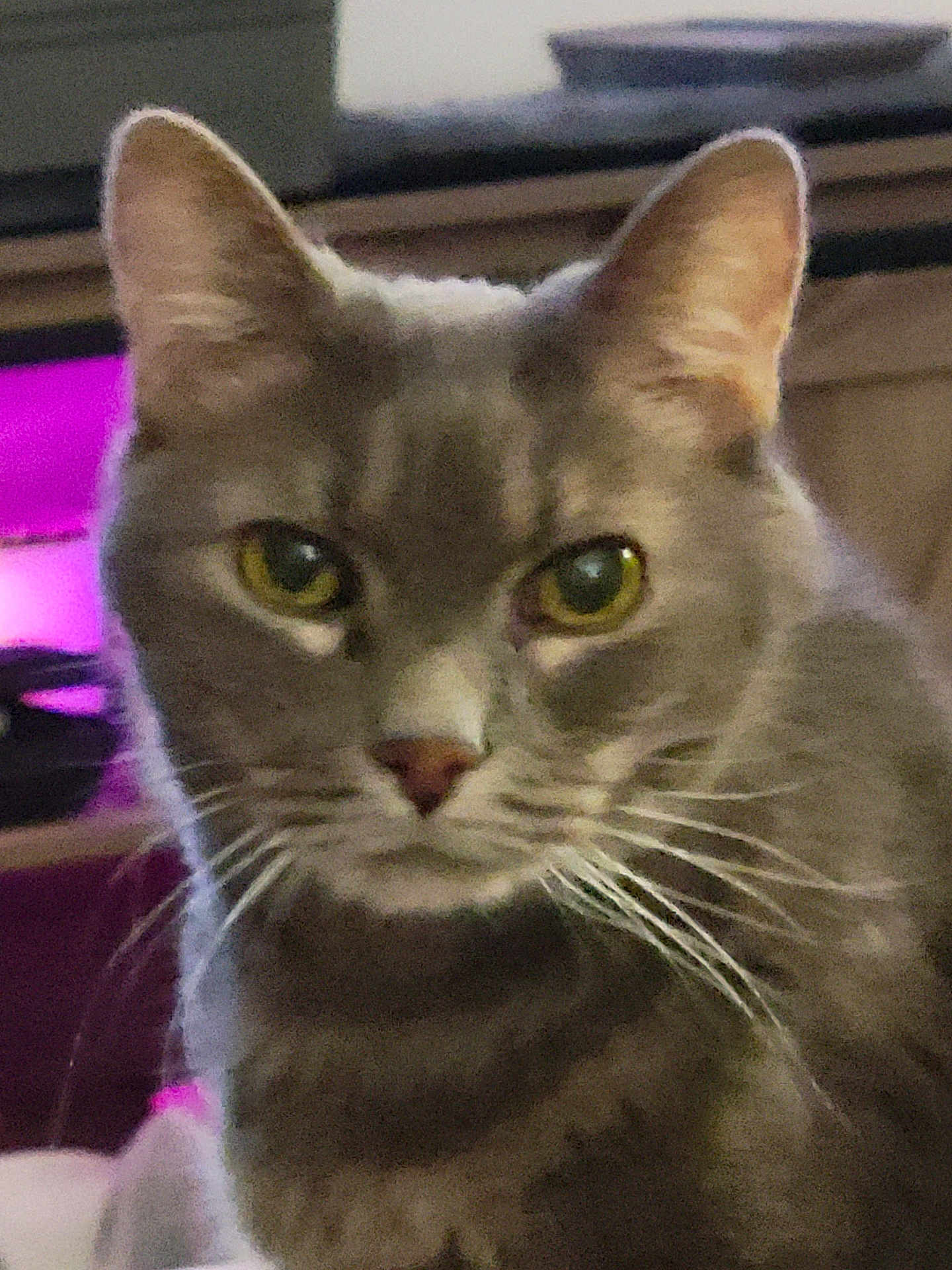 Grayson Martin joined the competition — help win amazing prizes! animal, background_blur, cat, close_up, cute, domestic, ears, eyes, face, feline, focused, fur, gray_fur, indoor, looking, pet, portrait, soft_lighting, whiskers, yellow_eyes