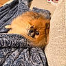 puppy, dog, fluffy, small_dog, orange_fur, brown_fur, pet, animal, cute, sleepy, cozy, blanket, couch, cushion, indoors, portrait, close_up, lying_down, home, adorable
