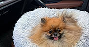 Teddy is registered to the contest to win money with this photo: dog, pomeranian, small_dog, fluffy, furry, orange_coat, tongue_out, happy, cute, pet, car, car_interior, passenger_seat, dog_bed, white_bed, luxury_car, dashboard, door, leather_seat, road_trip
