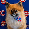 animal, baseball, black_nose, blue_background, canine, cute, dark_eyes, dog, fluffy, orange_fur, pet, pointed_ears, pomeranian, portrait, puppy, sitting, small_dog, sports_logo, studio_photo, team_scarf