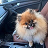 Teddy joined the competition — help win amazing prizes! dog, pomeranian, fluffy, small_dog, pet, tongue_out, car, interior, passenger_seat, dashboard, center_console, portrait, closeup, brown_fur, white_fur, cute, alert, sitting, travel, daylight