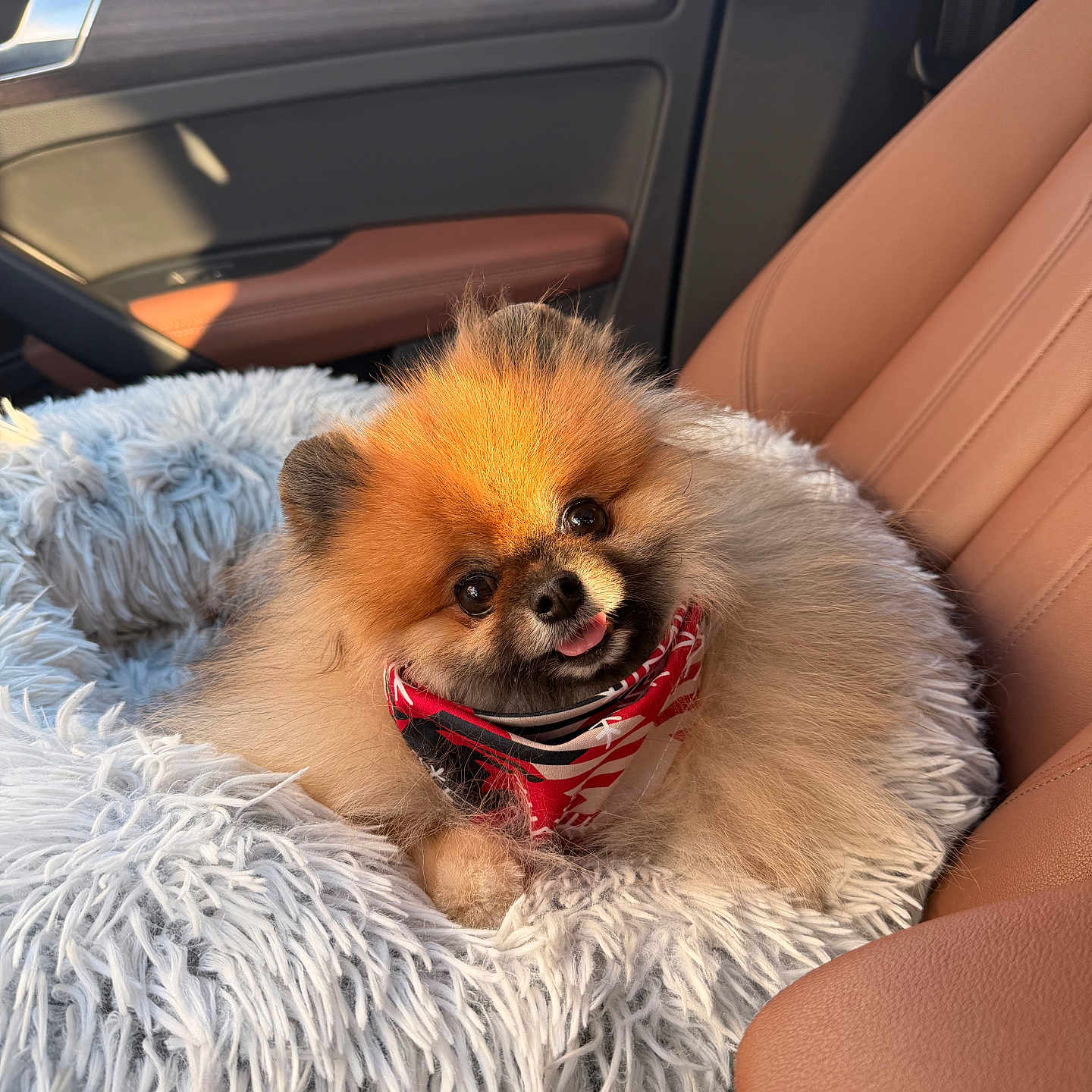 Teddy