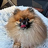 Teddy joined the competition — help win amazing prizes! dog, pomeranian, small_dog, fluffy, long_hair, brown, white, black_face, tongue_out, cute, adorable, portrait, close_up, sitting, car_interior, vehicle, blanket, pet, companion_animal, indoors