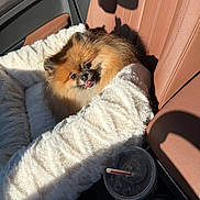 Teddy is registered to the contest to win money with this photo: dog, puppy, fluffy, small_dog, brown_fur, black_face, tongue_out, cute, sitting, car, car_seat, leather, blanket, plush, sunlight, shadow, iced_coffee, cup_holder, portrait, travel