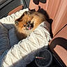 dog, puppy, fluffy, small_dog, brown_fur, black_face, tongue_out, cute, sitting, car, car_seat, leather, blanket, plush, sunlight, shadow, iced_coffee, cup_holder, portrait, travel