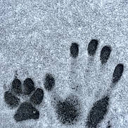 Lucky participe au concours pour gagner de l'argent avec cette photo : animal, animal_track, black_and_white, cold, comparison, contrast, footprint, frozen, ground, handprint, human, imprint, nature, outdoor, paw_print, season, skin, snow, texture, winter