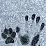 animal, animal_track, black_and_white, cold, comparison, contrast, footprint, frozen, ground, handprint, human, imprint, nature, outdoor, paw_print, season, skin, snow, texture, winter