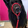 Lucky participe au concours pour gagner de l'argent avec cette photo : animal, bright, canine, closeup, companion, curious, dog, domestic, ears, floor, fur, german_shepherd, indoor, leash, pet, pink_wall, poster, sitting, snout, wall