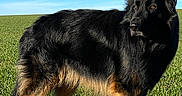 Lucky participe au concours pour gagner de l'argent avec cette photo : alert, animal, black_coat, blue_sky, canine, daytime, dog, field, fur, german_shepherd, grass, looking_away, mammal, nature, outdoor, pet, sky, standing, sunlight, tan_coat