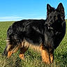 alert, animal, black_coat, blue_sky, canine, daytime, dog, field, fur, german_shepherd, grass, looking_away, mammal, nature, outdoor, pet, sky, standing, sunlight, tan_coat