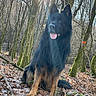 Lucky participe au concours pour gagner de l'argent avec cette photo : alert, animal, canine, daylight, dog, forest, fur, german_shepherd, leaves, moss, nature, outdoor, pet, sitting, sunlight, tongue_out, tree_trunk, trees, winter, woodland