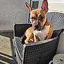 Achille participe au concours pour gagner de l'argent avec cette photo : dog, pet, chair, outdoor, sunlight, brown, white, short_hair, ears_up, domestic_animal, canine, furniture, relaxed, sitting, collar, porch, shadow, concrete_floor, window, door