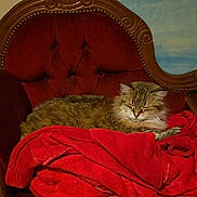 Teq a rejoint le concours — aidez-le/la à gagner de superbes lots ! cat, tabby_cat, sleeping, red_blanket, vintage_chair, wooden_chair, upholstered_chair, cozy, indoor, pet, feline, fur, resting, relaxed, home, comfort, furniture, red_color, animal, quiet