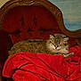 cat, tabby_cat, sleeping, red_blanket, vintage_chair, wooden_chair, upholstered_chair, cozy, indoor, pet, feline, fur, resting, relaxed, home, comfort, furniture, red_color, animal, quiet