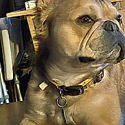 Buddy joined the competition — help win amazing prizes! dog, bulldog, pet, animal, portrait, close_up, sitting, collar, fawn_coat, wrinkled_face, floppy_ears, dark_eyes, paws, indoor, room, cluttered_background, furniture, books, cardboard_box, funny_expression