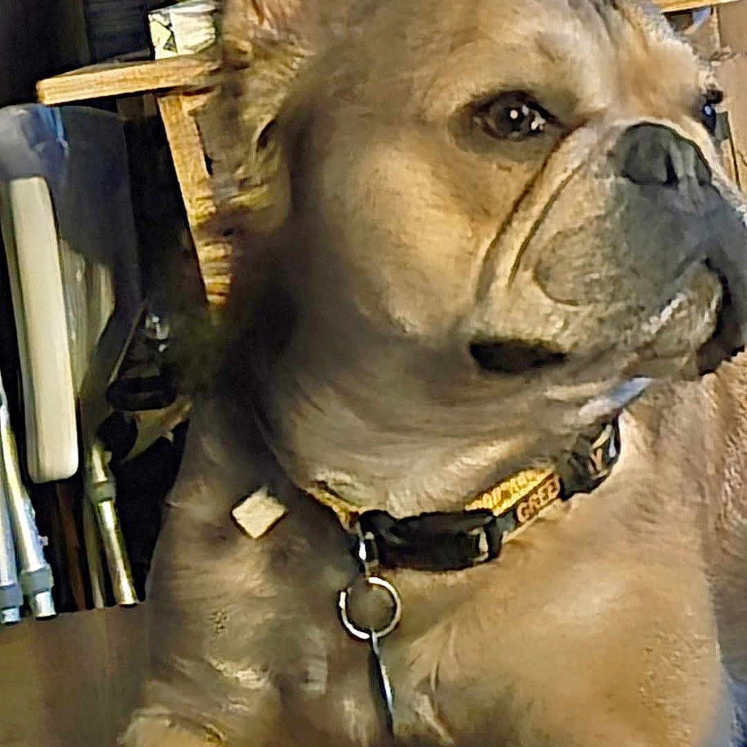 Buddy joined the competition — help win amazing prizes! dog, bulldog, pet, animal, portrait, close_up, sitting, collar, fawn_coat, wrinkled_face, floppy_ears, dark_eyes, paws, indoor, room, cluttered_background, furniture, books, cardboard_box, funny_expression