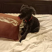 Rea a rejoint le concours — aidez-le/la à gagner de superbes lots ! animal, bed, black_dog, brown_pillow, collar, curly_fur, cute, dog, furniture, headboard, home, indoor, patterned_wallpaper, pet, pillow, red_collar, rumpled_bed, sitting, small_dog, white_bedspread