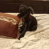 animal, bed, black_dog, brown_pillow, collar, curly_fur, cute, dog, furniture, headboard, home, indoor, patterned_wallpaper, pet, pillow, red_collar, rumpled_bed, sitting, small_dog, white_bedspread
