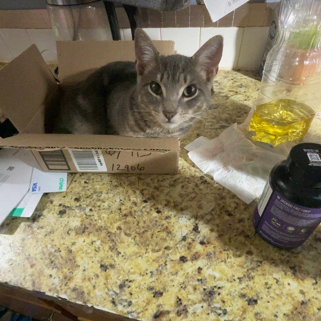 Chonk