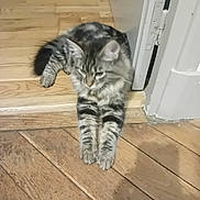 Titoy participe au concours pour gagner de l'argent avec cette photo : cat, tabby_cat, pet, feline, fluffy, striped, gray, lying_down, stretched_out, paws, whiskers, ears, indoor, wooden_floor, doorway, home, relaxed, cute, animal, portrait