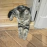 cat, tabby_cat, pet, feline, fluffy, striped, gray, lying_down, stretched_out, paws, whiskers, ears, indoor, wooden_floor, doorway, home, relaxed, cute, animal, portrait