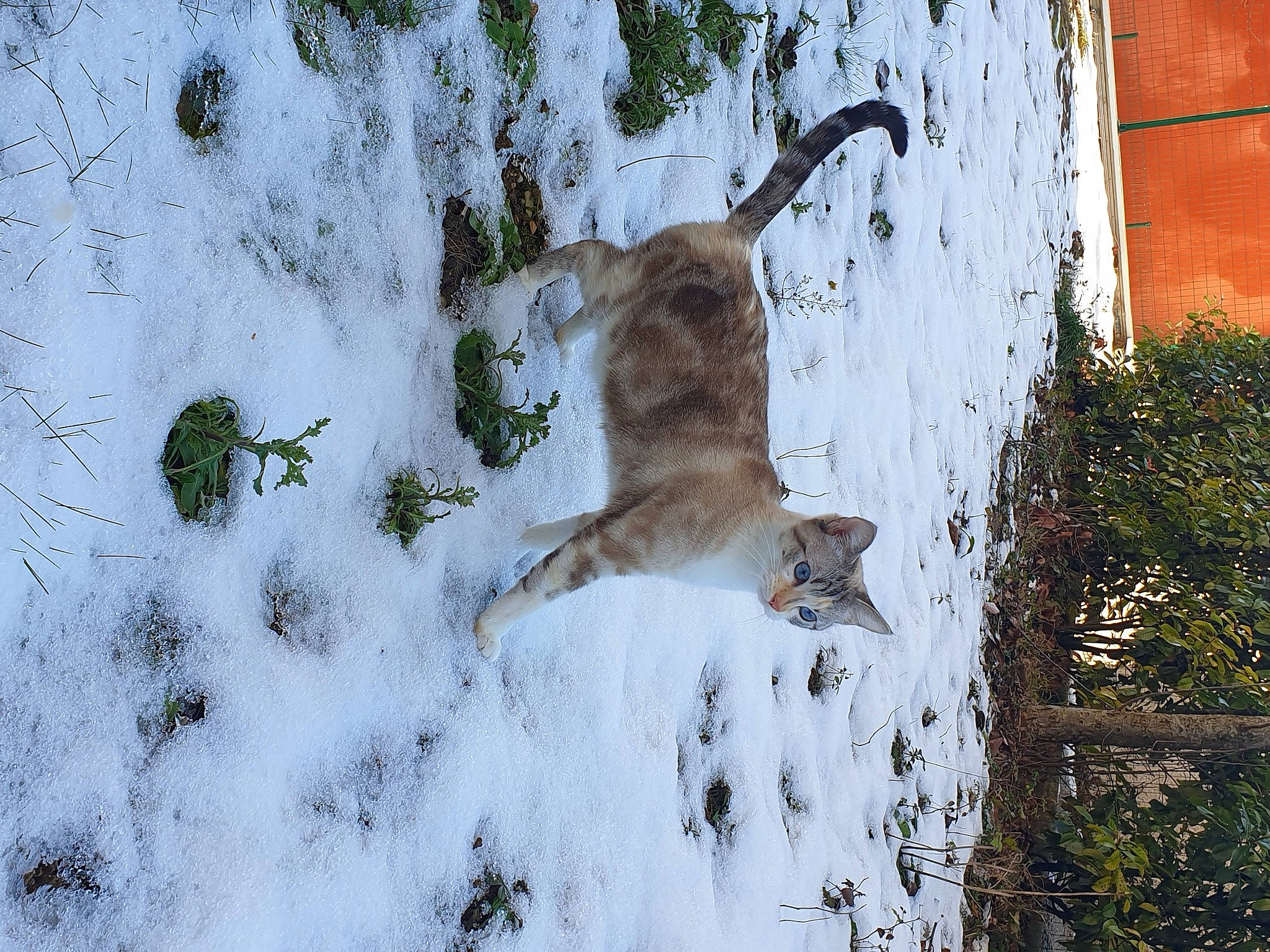 Shelby participe au concours pour gagner de l'argent avec cette photo : branch, canidae, carnivore, dog, dog_breed, fawn, felidae, freezing, mammal, plant, small_to_medium_sized_cats, snow, sporting_group, tail, tree, trunk, twig, vertebrate, winter, wood