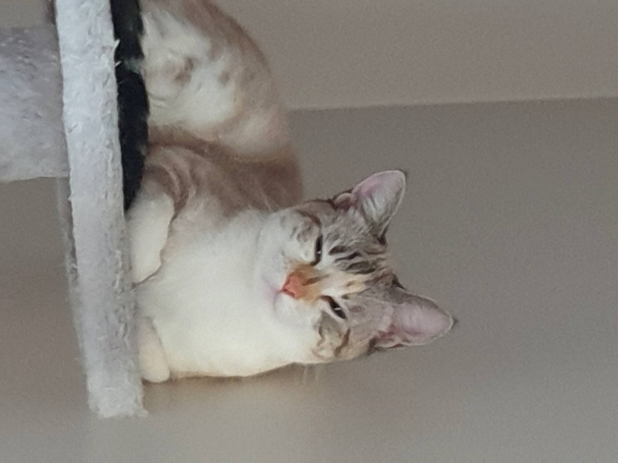 Shelby participe au concours pour gagner de l'argent avec cette photo : carnivore, cat, cat_supply, comfort, domestic_short_haired_cat, ear, eye, fawn, felidae, fur, grey, paw, plaster, room, small_to_medium_sized_cats, snout, tail, whiskers, window, wood