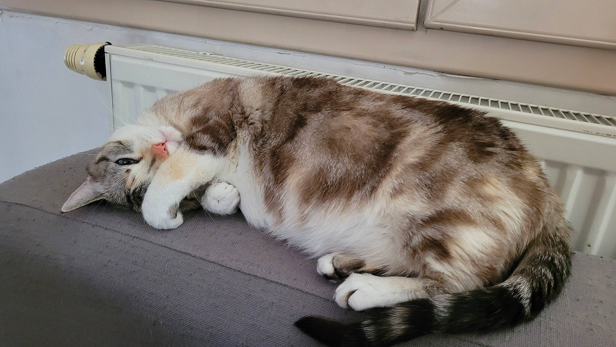 Shelby participe au concours pour gagner de l'argent avec cette photo : carnivore, cat, claw, collar, comfort, domestic_short_haired_cat, felidae, fur, nap, paw, small_to_medium_sized_cats, snout, tail, whiskers