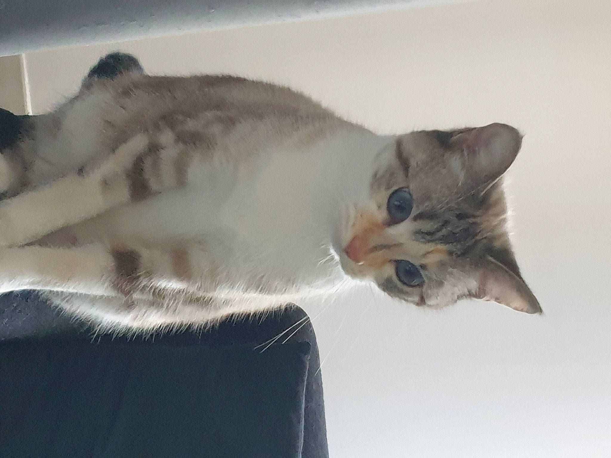 Shelby participe au concours pour gagner de l'argent avec cette photo : carnivore, cat, comfort, domestic_short_haired_cat, fawn, felidae, fur, plant, small_to_medium_sized_cats, snout, tail, whiskers, wildlife