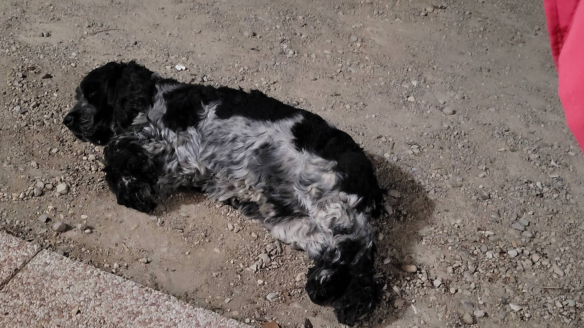 Harry participe au concours pour gagner de l'argent avec cette photo : asphalt, carnivore, companion_dog, dog, dog_breed, fur, monochrome, monochrome_photography, puppy, road_surface, small_terrier, snout, soil, spaniel, sporting_group, street_dog, tail, terrestrial_animal, terrier, water_dog